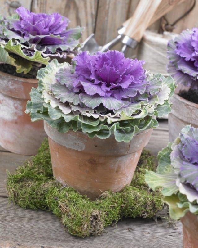 Растение Брассика 9x15 см - фото 1