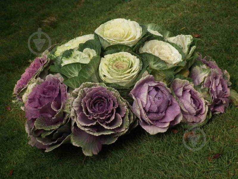 Растение Брассика 9x15 см - фото 3