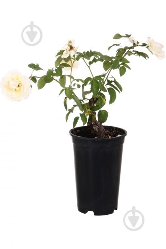 Саженец розы (3л) - фото 2