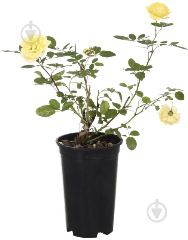 Саженец розы (3л) - фото 1