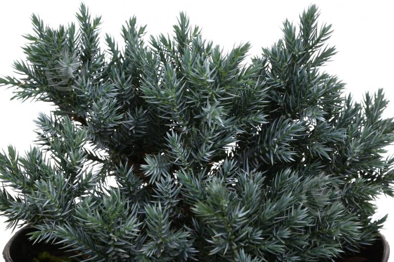 Растение Можжевельник Blue star C3 - фото 2