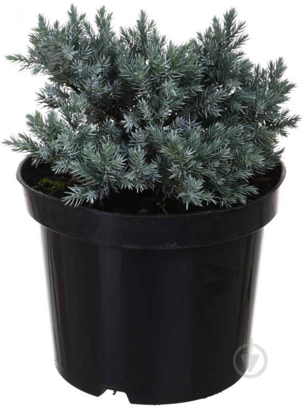 Растение Можжевельник Blue star C3 - фото 1