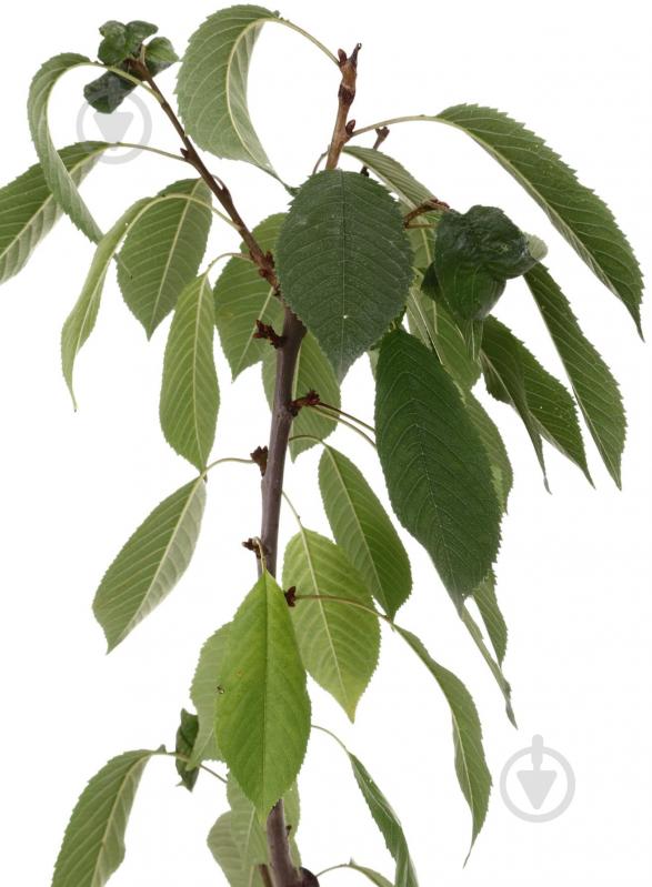 Саженец Черешня в ассортименте 3 р (з/к) - фото 2 Саженец Черешня в ассортименте 3 р (з/к) - фото 2