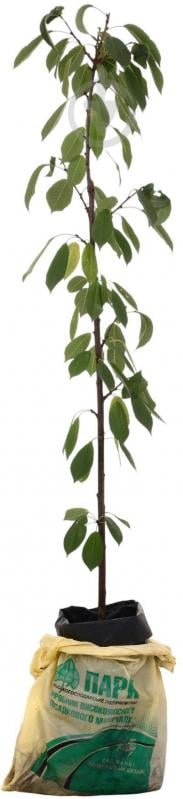 Саженец Черешня в ассортименте 3 р (з/к) - фото 1 Саженец Черешня в ассортименте 3 р (з/к) - фото 1