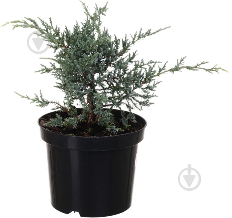 Растение Можжевельник Holger C3 - фото 1
