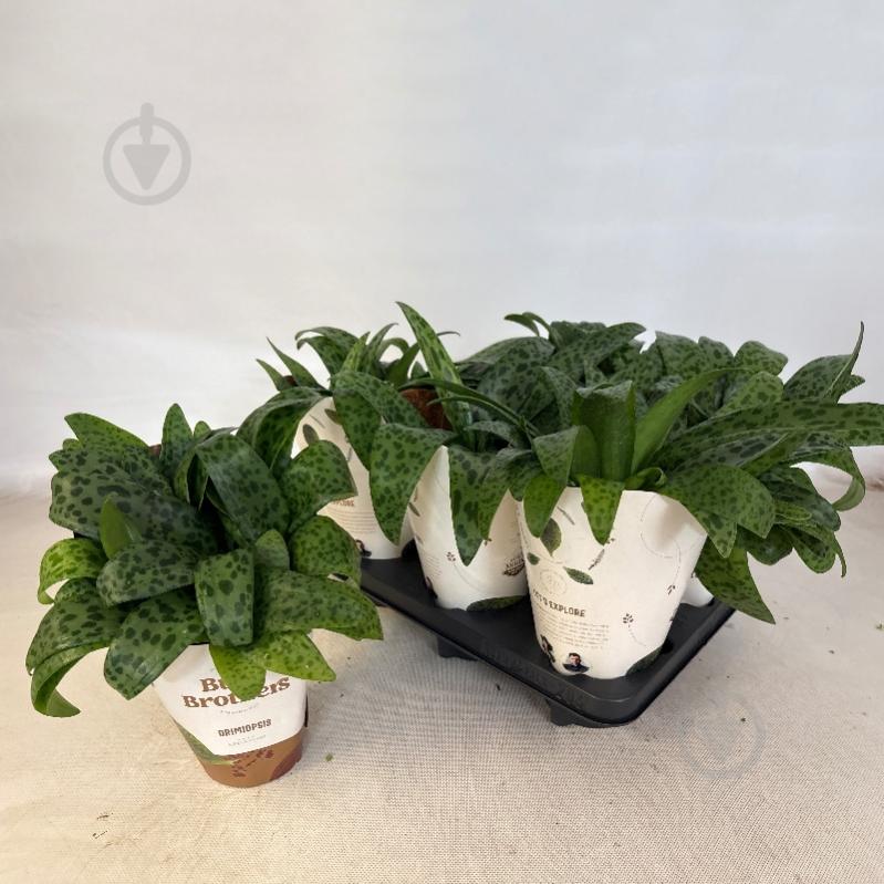 Растение Дримиопсис 12*30 Maculata - фото 1 Растение Дримиопсис 12*30 Maculata - фото 1