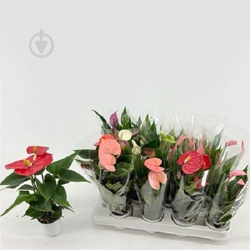 Растение Антуриум 07*25 микс - фото 1