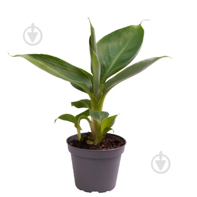 Растение Банан 06*12 - фото 1