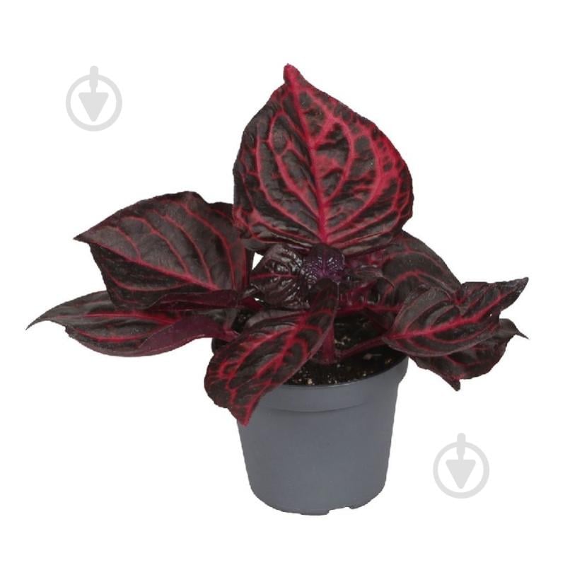Растение Ирезине 06*12 Herbstii Bloodleaf - фото 1