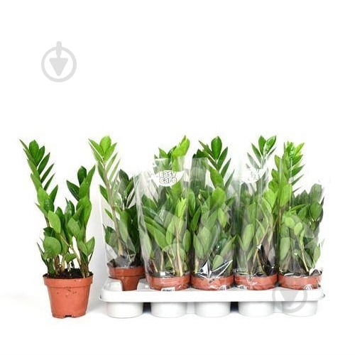 Растение Замиокулькас 12*30 - фото 1 Растение Замиокулькас 12*30 - фото 1