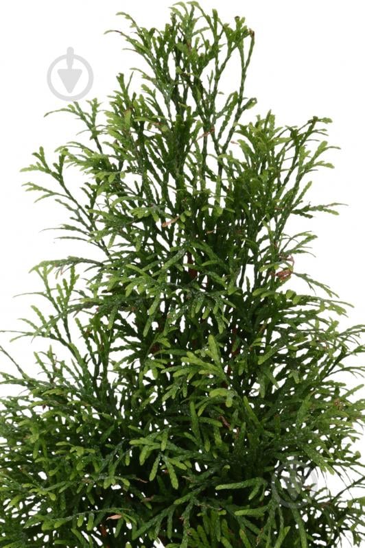 Растение Туя Smaragd Gold C3 - фото 2 Растение Туя Smaragd Gold C3 - фото 2