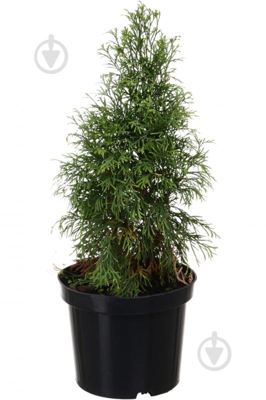 Растение Туя Smaragd Gold C3 - фото 1 Растение Туя Smaragd Gold C3 - фото 1