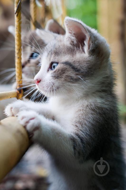 Обогреватель пленочный Trio Котик - фото 1