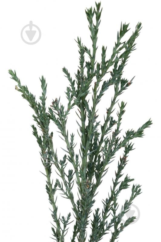 Растение Можжевельник Blue Arrow C3 - фото 2