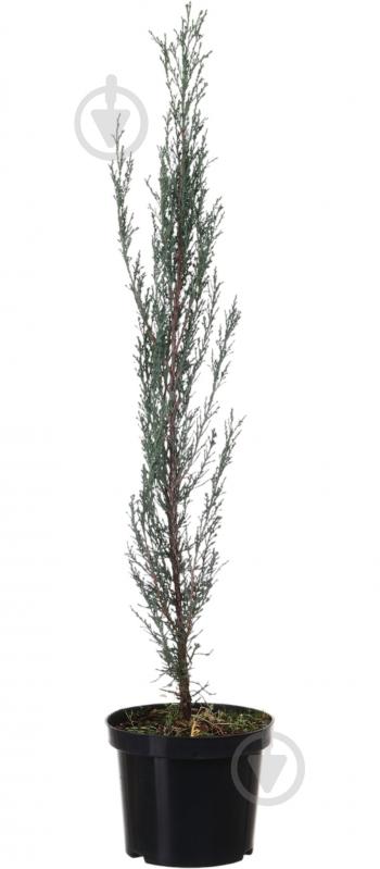 Растение Можжевельник Blue Arrow C3 - фото 1