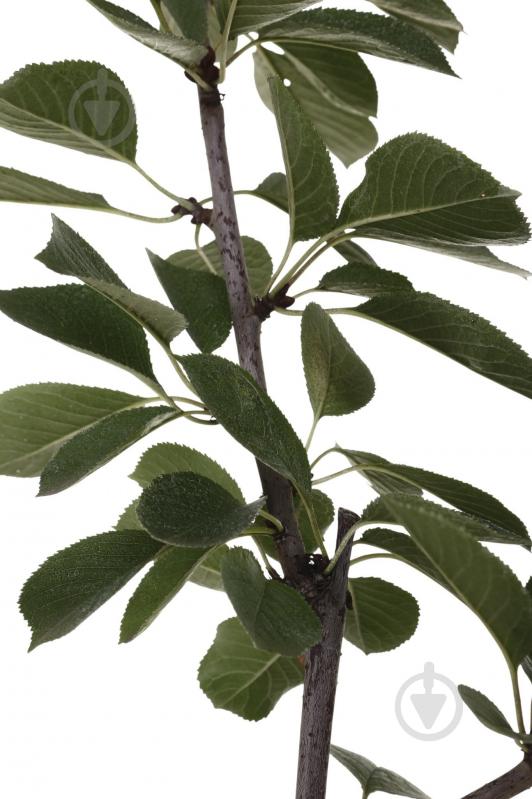 Саженец Вишня в ассортименте 3 р (L.15) - фото 4