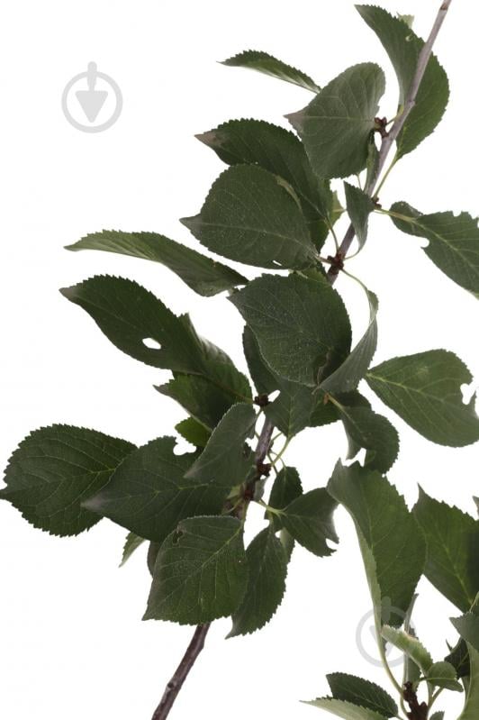 Саженец Вишня в ассортименте 3 р (L.15) - фото 3