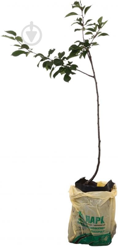Саженец Вишня в ассортименте 3 р (L.15) - фото 2