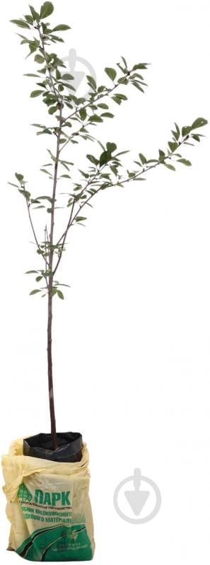 Саженец Вишня в ассортименте 3 р (L.15) - фото 1