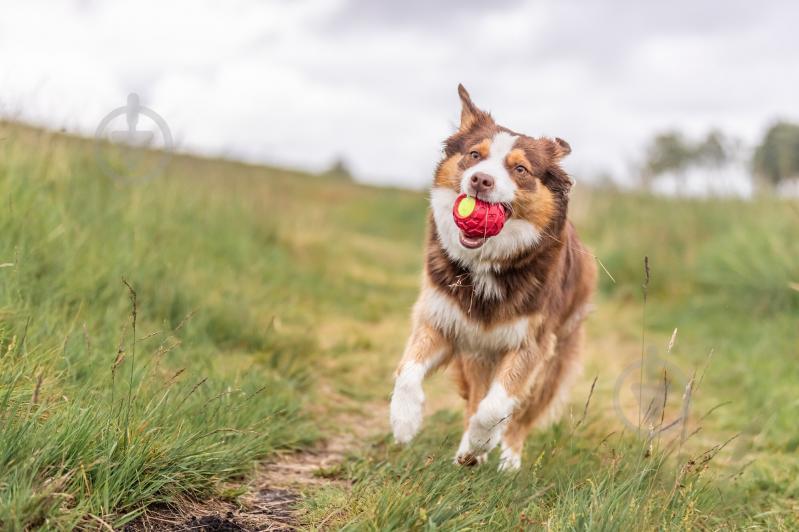 М'яч Trixie тенісний в шині 7,5 см червоний (33196_ord) - фото 3