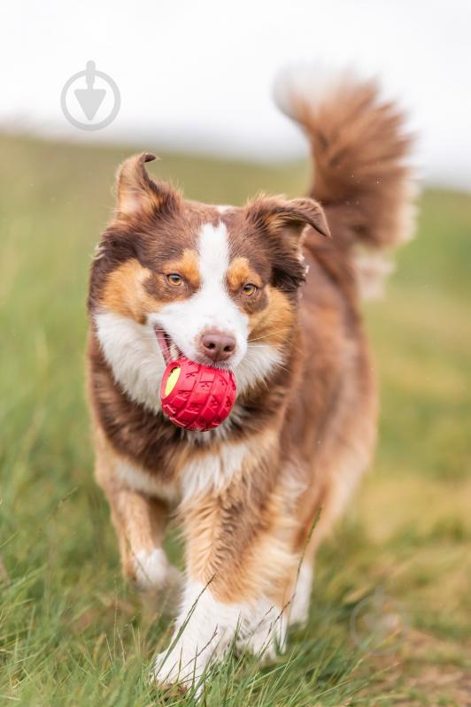 М'яч Trixie тенісний в шині 7,5 см червоний (33196_ord) - фото 4