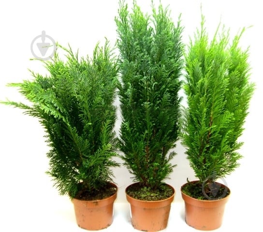 Растение Конифер 09/20 микс - фото 1