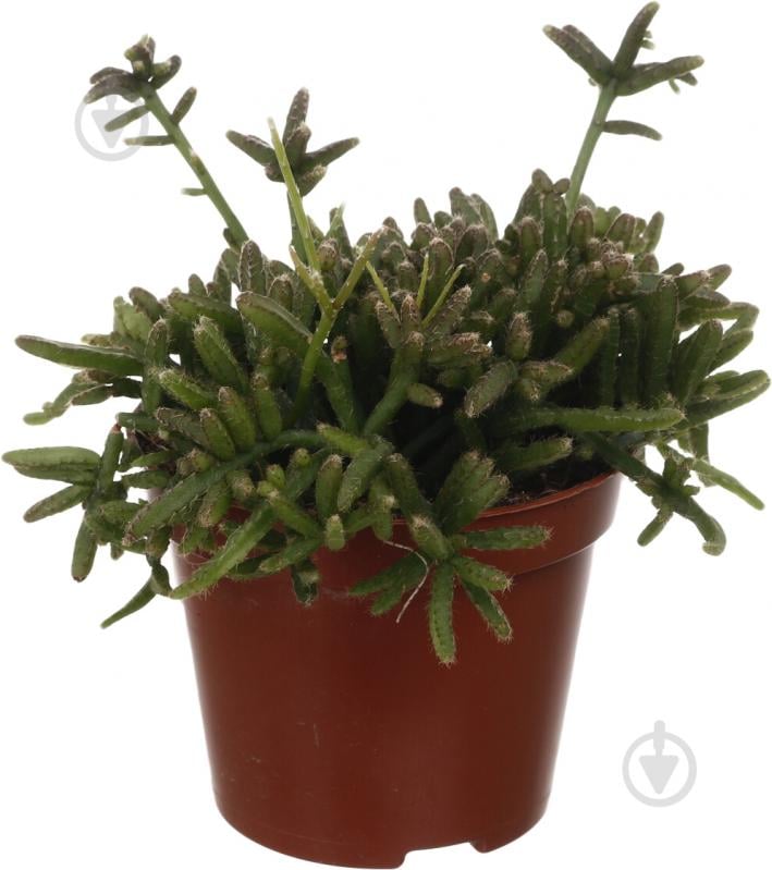 Растение Рипсалис 9/20 - фото 1 Растение Рипсалис 9/20 - фото 1