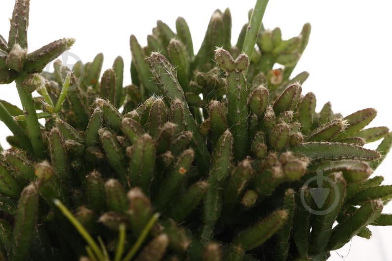 Растение Рипсалис 9/20 - фото 2 Растение Рипсалис 9/20 - фото 2