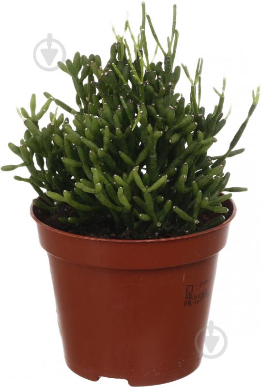 Растение Рипсалис 9/20 - фото 3 Растение Рипсалис 9/20 - фото 3