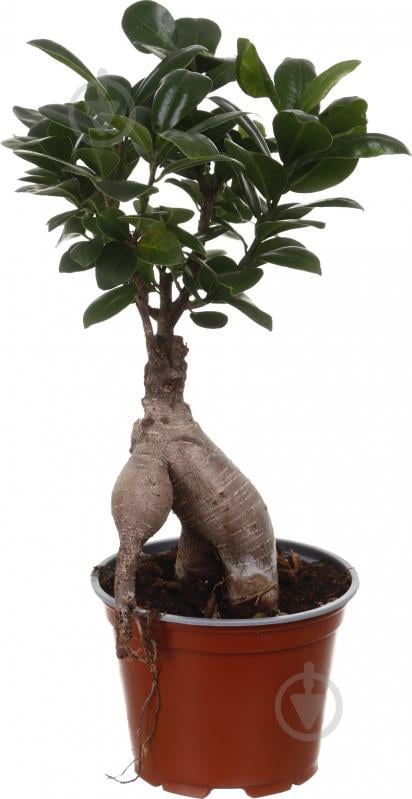 Растение Бонсай Микрокарпа d12/h35 - фото 1 Растение Бонсай Микрокарпа d12/h35 - фото 1