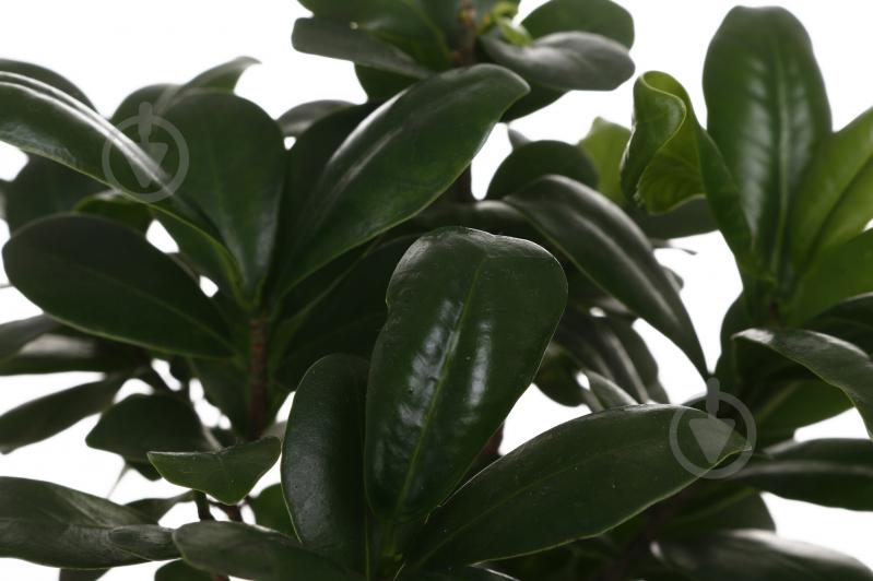 Растение Бонсай Микрокарпа d12/h35 - фото 2 Растение Бонсай Микрокарпа d12/h35 - фото 2