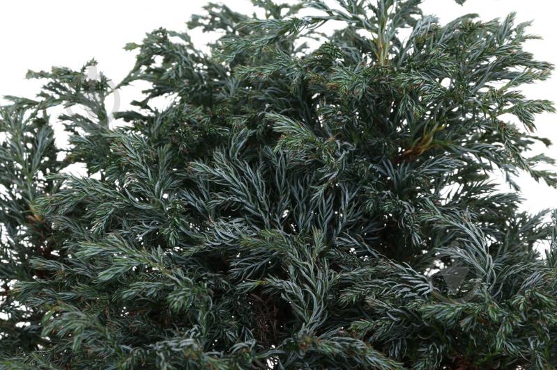 Растение Кипарисовик Boulevard C5 - фото 2 Растение Кипарисовик Boulevard C5 - фото 2