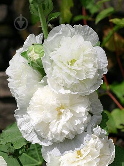 Корневище мальвы белой 1 шт. - фото 1