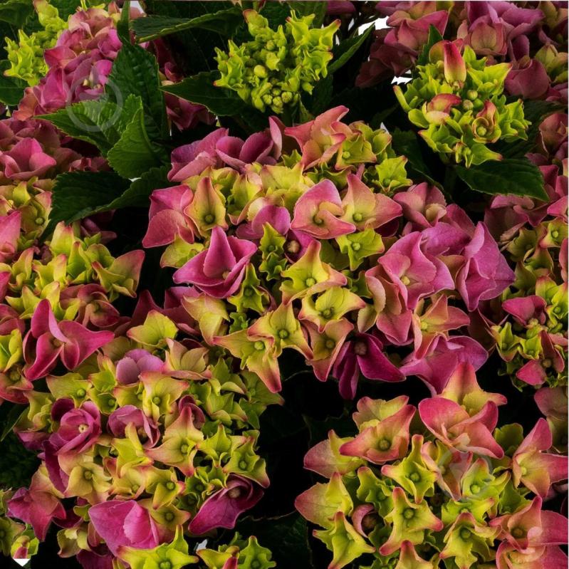 Растение Гидрангия 11/30 микс - фото 5