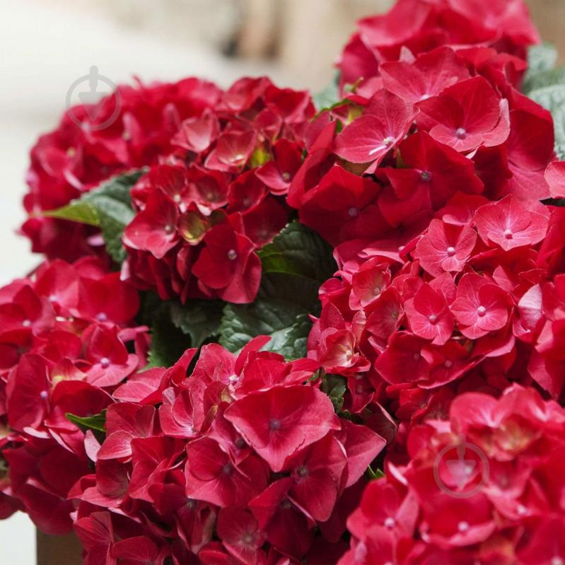 Растение Гидрангия 11/30 микс - фото 2
