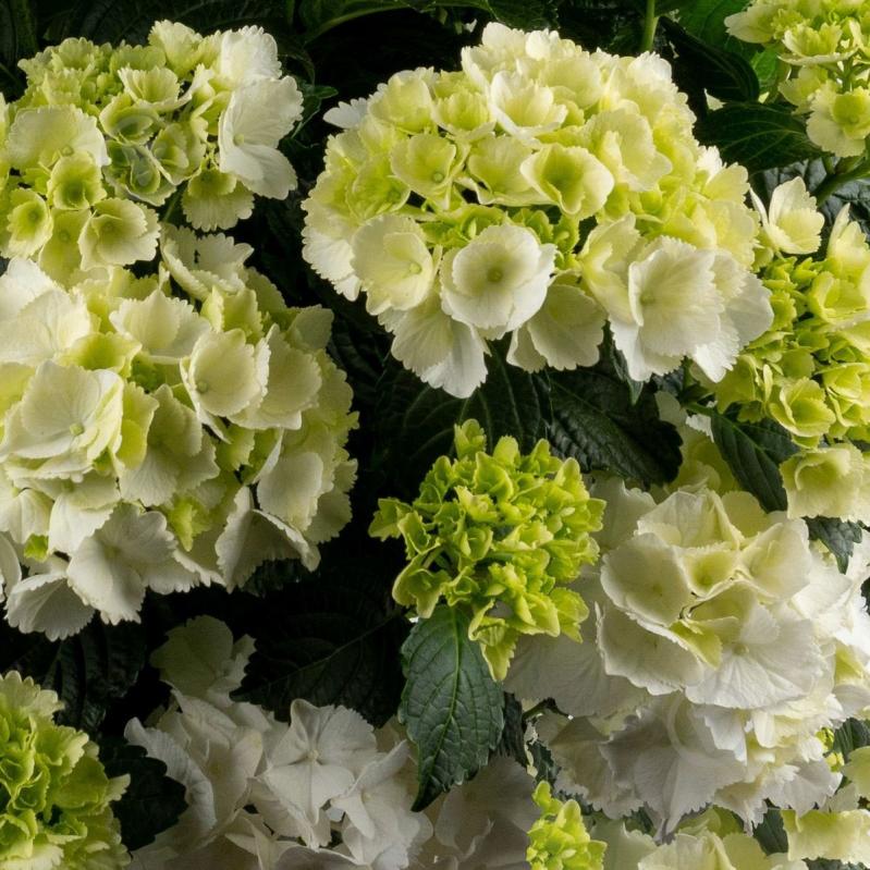 Растение Гидрангия 11/30 микс - фото 3