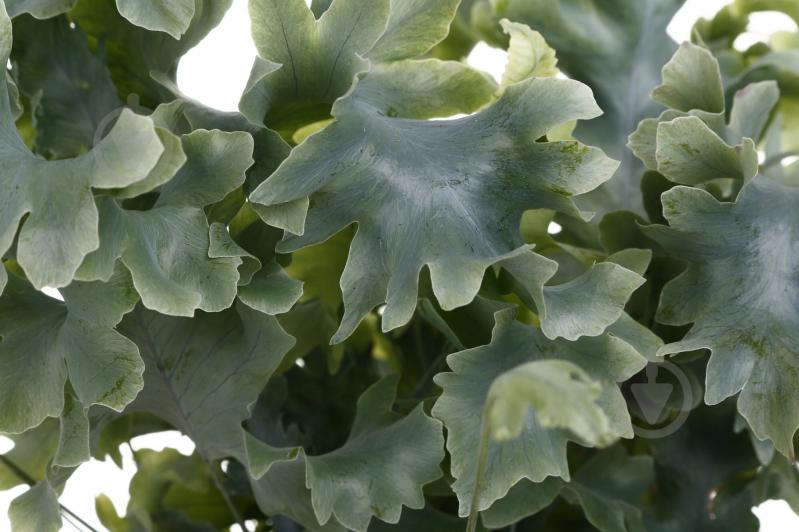 Рослина Флебодіум 12/35 - фото 2 Рослина Флебодіум 12/35 - фото 2