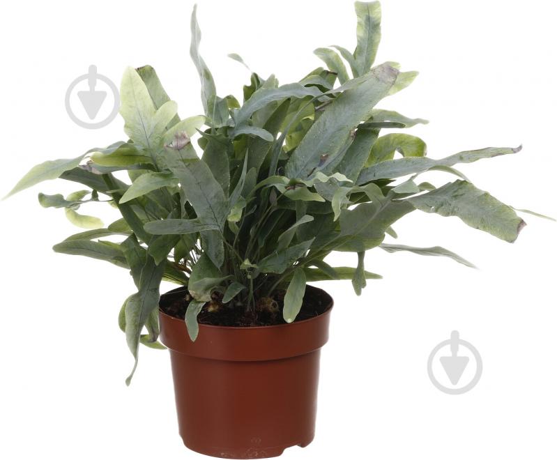 Рослина Флебодіум 12/35 - фото 3 Рослина Флебодіум 12/35 - фото 3