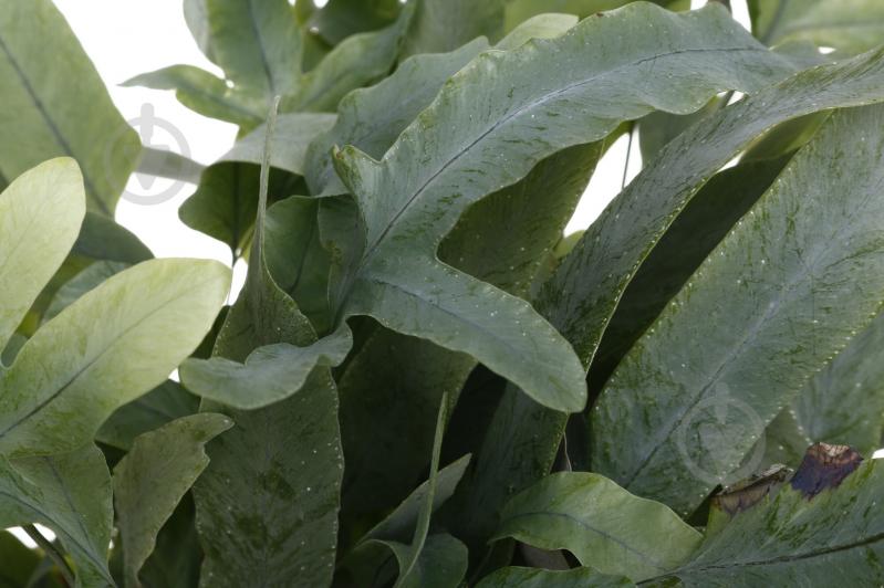 Рослина Флебодіум 12/35 - фото 4 Рослина Флебодіум 12/35 - фото 4