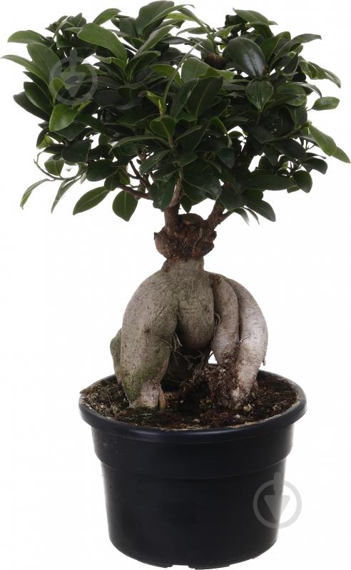 ᐉ Растение Фикус Гинсенг d20/h45 • Купить в Киеве, Украине • Лучшая ...