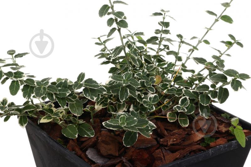 Саженец Бересклета (3 л) - фото 2