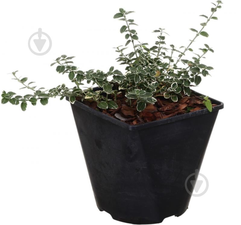 Саженец Бересклета (3 л) - фото 1