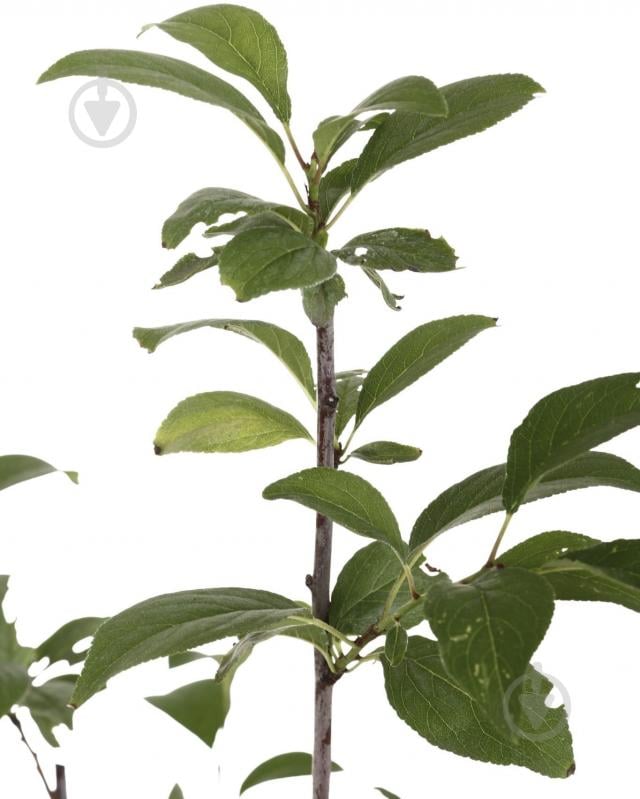 Саженец Слива в ассортименте 3 р (L.15) - фото 4 Саженец Слива в ассортименте 3 р (L.15) - фото 4