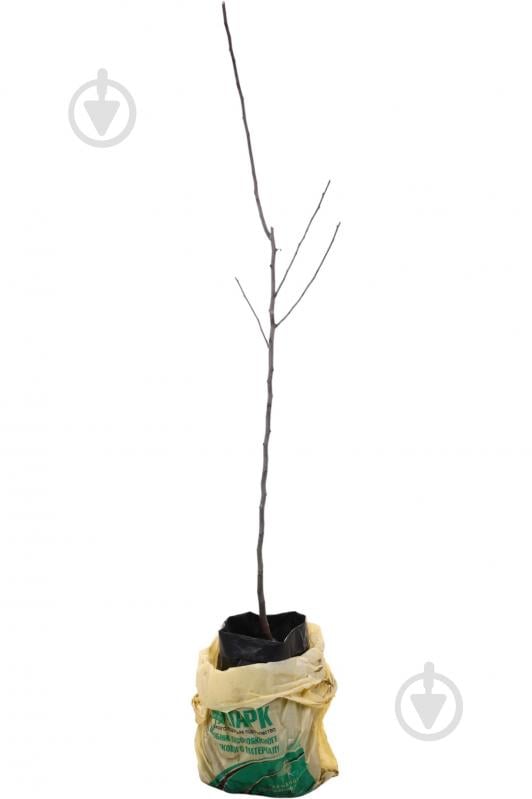 Саджанець Груша в асортименті 3 р (L.15) - фото 2 Саджанець Груша в асортименті 3 р (L.15) - фото 2