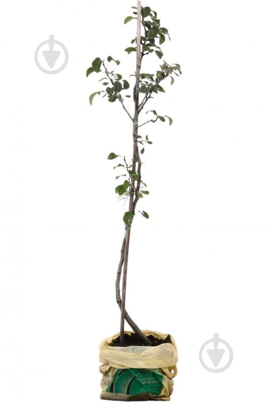 Саджанець Груша в асортименті 3 р (L.15) - фото 1 Саджанець Груша в асортименті 3 р (L.15) - фото 1