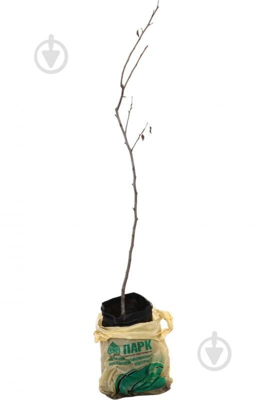 Саджанець Груша в асортименті 3 р (L.15) - фото 4 Саджанець Груша в асортименті 3 р (L.15) - фото 4