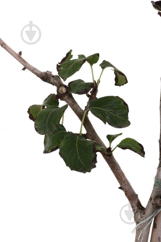 Саджанець Груша в асортименті 3 р (L.15) - фото 6 Саджанець Груша в асортименті 3 р (L.15) - фото 6