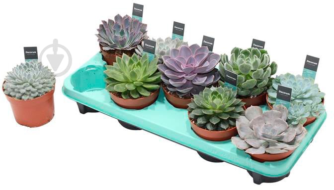 Echeveria Agavoides, Эхеверия агавовая, Echeveria, эчеверия, суккулент