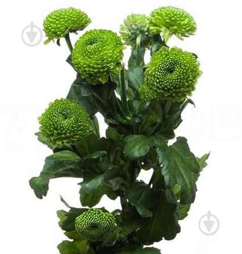 Хризантема Deligreen спрей (кущова) 70 см зелений - фото 1