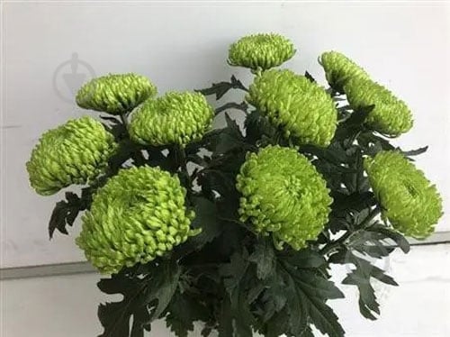 Хризантема Deligreen спрей (кущова) 70 см зелений - фото 2